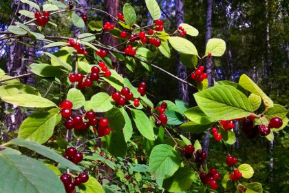 Опасная ягода созрела в парках Новосибирска: названы симптомы отравления