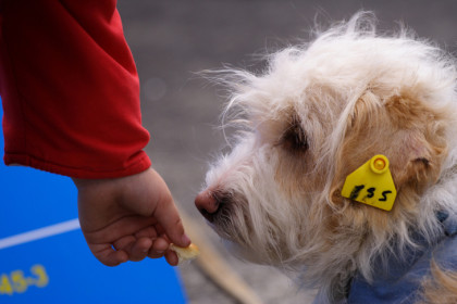 Первый приговор зачитали треш-блогеру в Новосибирской области