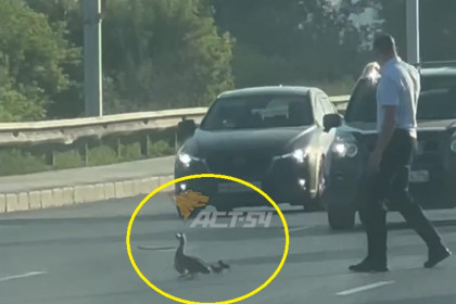 Утку с малышами перевел через Димитровский мост автомобилист в Новосибирске