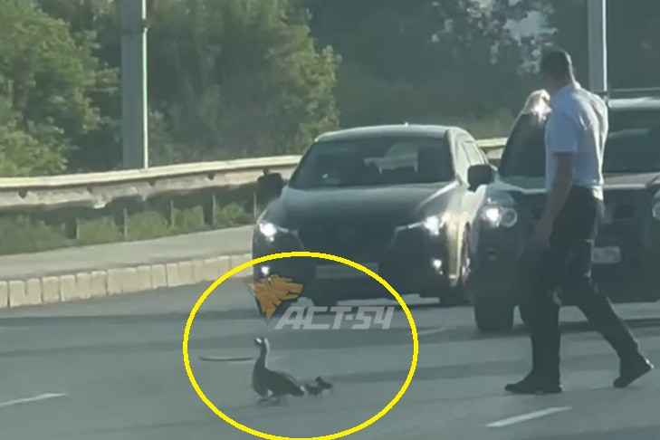 Утку с малышами перевел через Димитровский мост автомобилист в Новосибирске