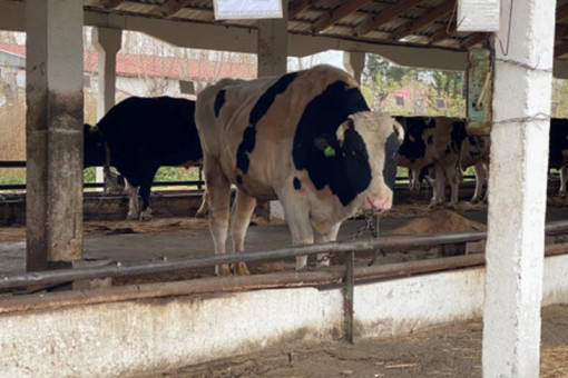 В НСО пострадавшим семьям установили сроки перечислений за животных