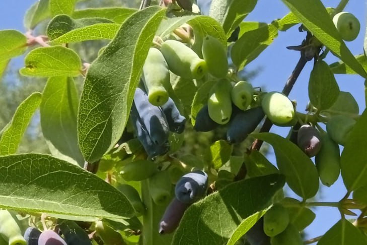 Сроки сбора первой жимолости назвали на ягодных плантациях в Новосибирске