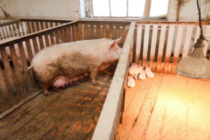 Селяне скрывают половину поголовья свиней