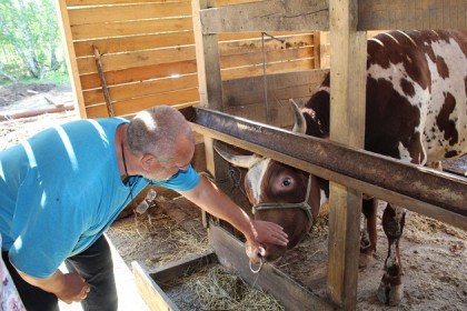 500 животных держит начинающий фермер в Искитимском районе