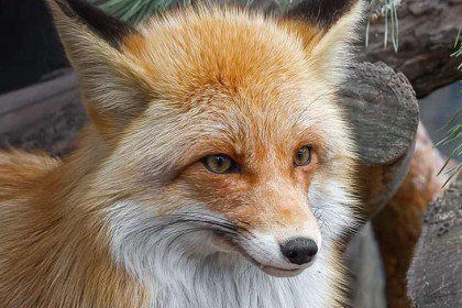 Бешеная лисица загрызла собаку в Новосибирской области
