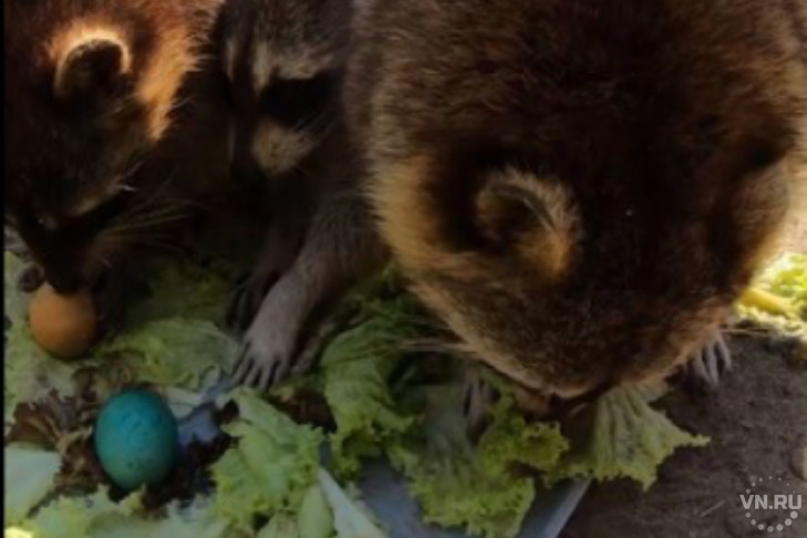 Новосибирский зоопарк накормил енотов пасхальными яйцами 