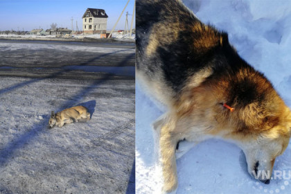 Трупы собак на улицах шокировали жителей Барабинска