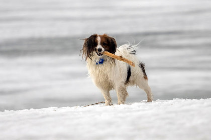 Лиса напала на домашнюю собаку на станции Мурлыткино под Новосибирском