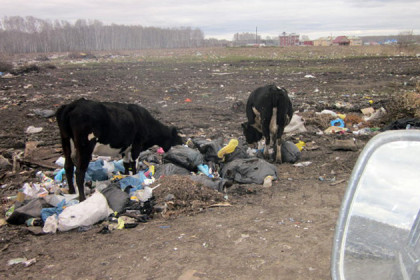 «Коровы-крысы» появились в Новосибирской области