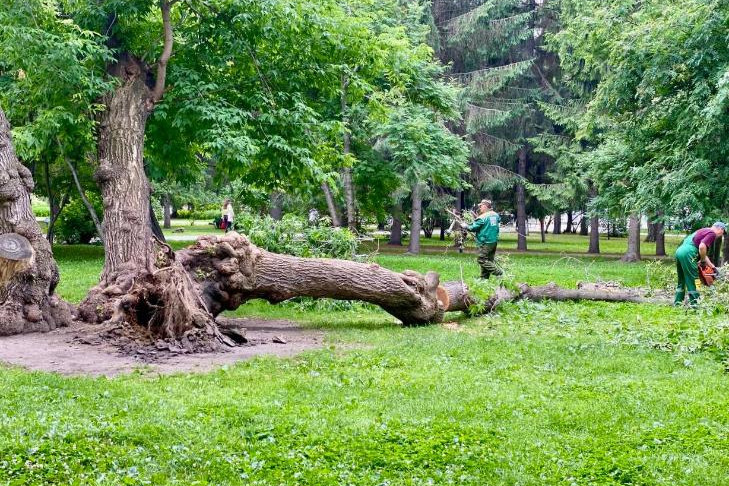 Знаменитый клен Горыныч рухнул в Первомайском сквере Новосибирска