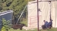 Новосибирцы пожаловались на жестокое обращение с медведем в цирке шапито
