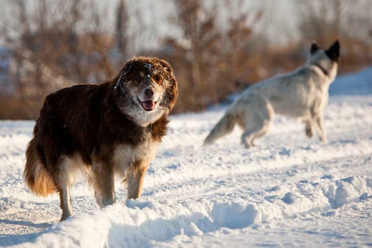 Собаки покусали своего обидчика на прогулке в Новосибирске