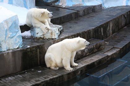 Навык ловли рыбы отработали белые медведи Новосибирского зоопарка