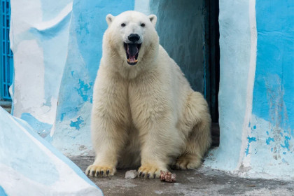График работы зоопарка в Новосибирске обновлён с 17 февраля