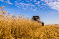 Новосибирская область экспортировала более 2,6 млн тонн агропродукции в 2025 году