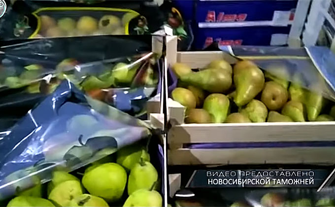 Три тонны спелых аппетитных груш раздавили в Новосибирске