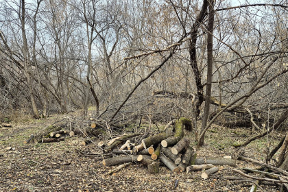 Опасные деревья спилили на территории будущего парка «Усть-Тула» в Новосибирске