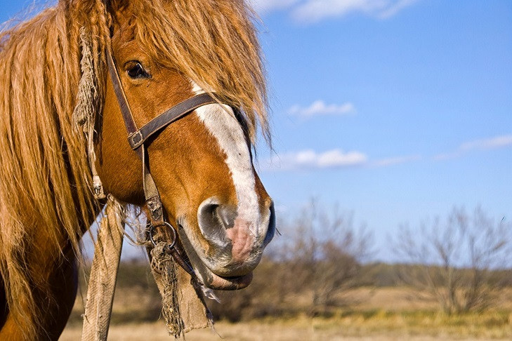Новосибирцам рассказали о меню на Новый год Огненной Лошади-2026
