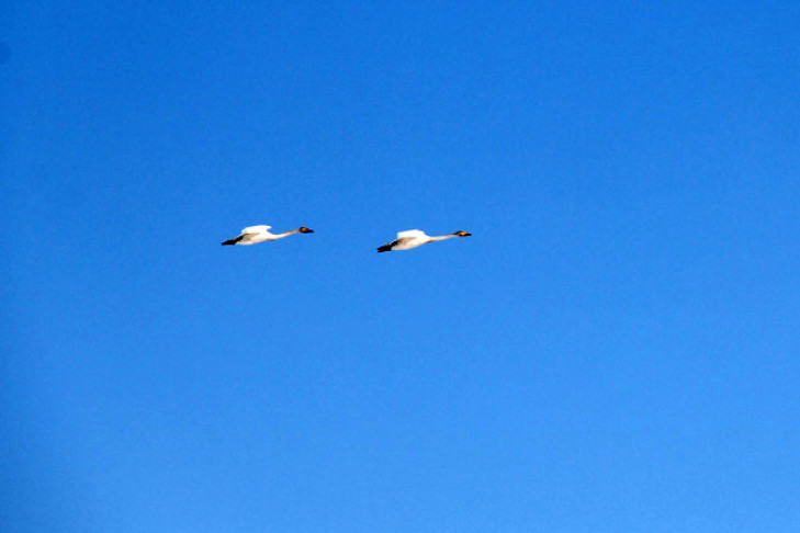Лебеди и грачи прилетели весной-2020 в Новосибирскую область – фото