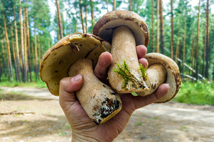 Как правильно обработать червивые грибы и ли их есть » Последние новости — Аргументы