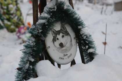 Кладбище домашних животных – как новосибирцы хоронят питомцев
