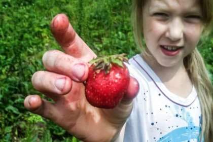 Виктория, клубника, земляника – секреты самой популярной ягоды сибиряков назвал ученый Алексей Мармулев