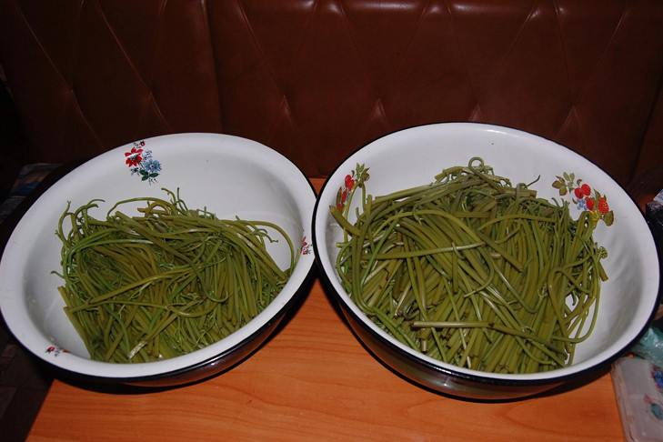 Названы сроки сбора папоротника в Новосибирской области-2025