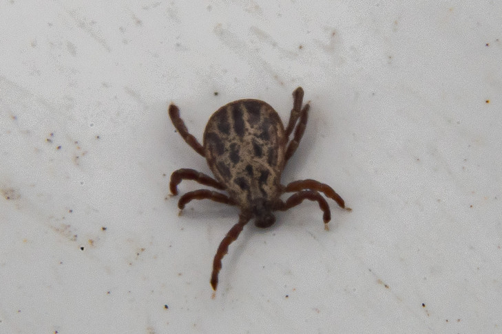 Бабье лето: клещи покусали сотни жителей Новосибирской области в сентябре-2025