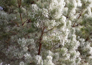 В Здвинск пришли крещенские морозы