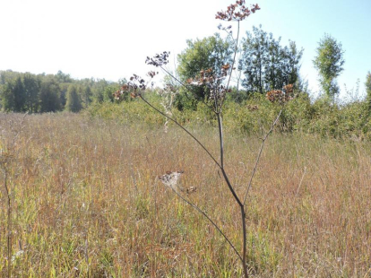 В Новосибирской области изъяли три заросших сорняками земельных участка