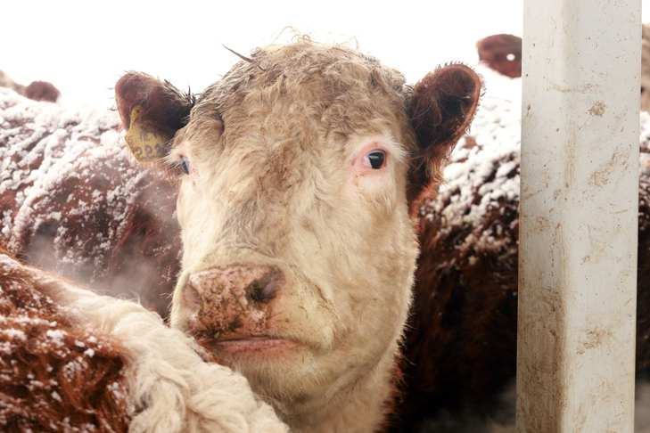 Что позволено Юпитеру: сибирские быки хотят испортить 112 коров абердин-ангусской породы