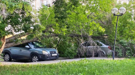 Дерево рухнуло на припаркованные автомобили в Новосибирске