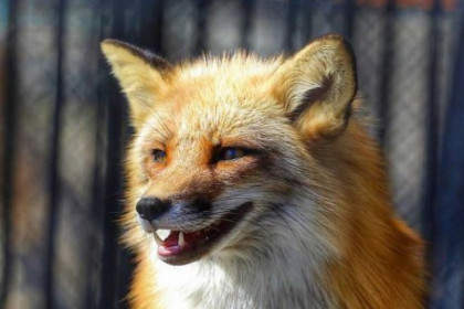 Карантин из-за бешеной лисы ввели в селе Боровое на два месяца