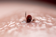 Первые укусы клещей зафиксировали в Тогучине и Венгеровском районе