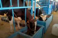 За 2100 изъятых коров новосибирские аграрии пытаются получить страховое возмещение