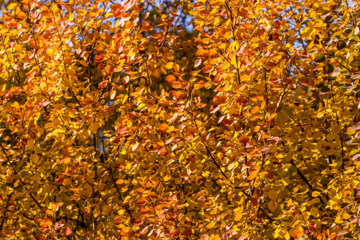 Бабье лето закончится в Новосибирске 23 сентября