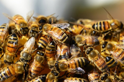Пасечник отправил по почте 165 живых пчел из Новосибирска