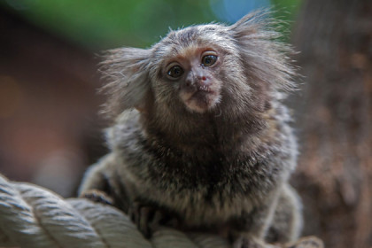Самая крохотная обезьяна родила двойню в Новосибирском зоопарке 
