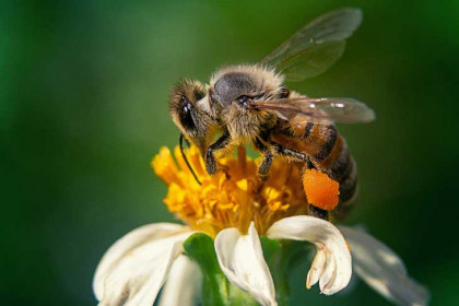 Пчелы погибли в шести районах области в июле-2022