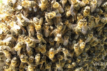 Пчелиный рой около детской поликлиники вызвал переполох в Оби