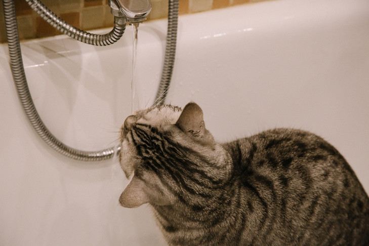 Четыре района Новосибирска останутся без воды на сутки с 21 октября