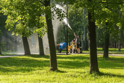 В Новосибирске американский клен признан угрозой: готовятся зачистки