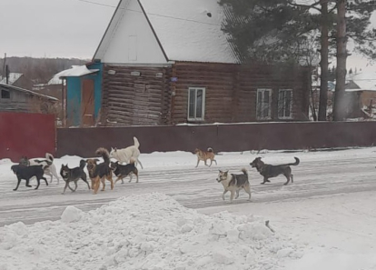 И снова собаки сбиваются в стаи