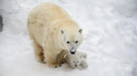Белый медвежонок родился в Новосибирском зоопарке
