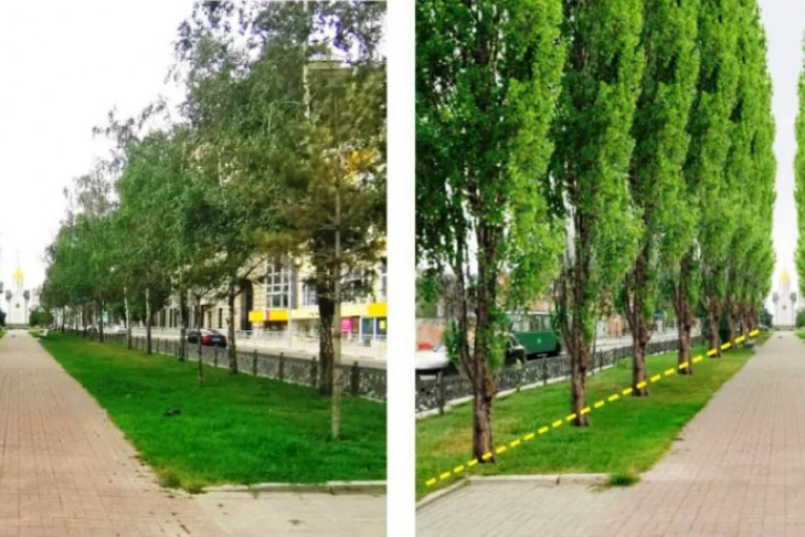 Березы на Красном проспекте заменят на тополя в Новосибирске