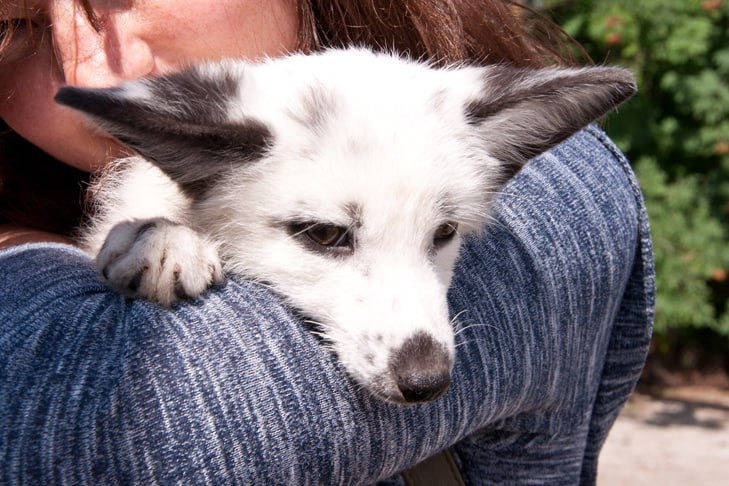 Сериал про маньяка и эксперимент генетика Беляева сняли в Новосибирске