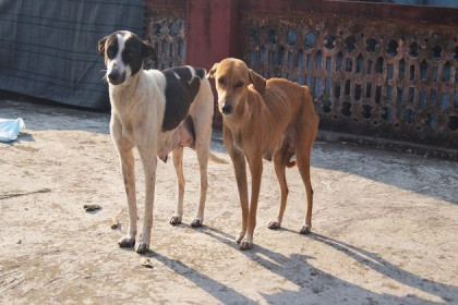 «Сибирь-Индия»: волонтеры рассказали о помощи животным в Ришикеше