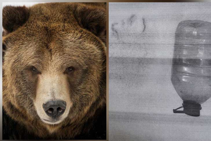 Опасный медведь-шатун приближается к Новосибирску