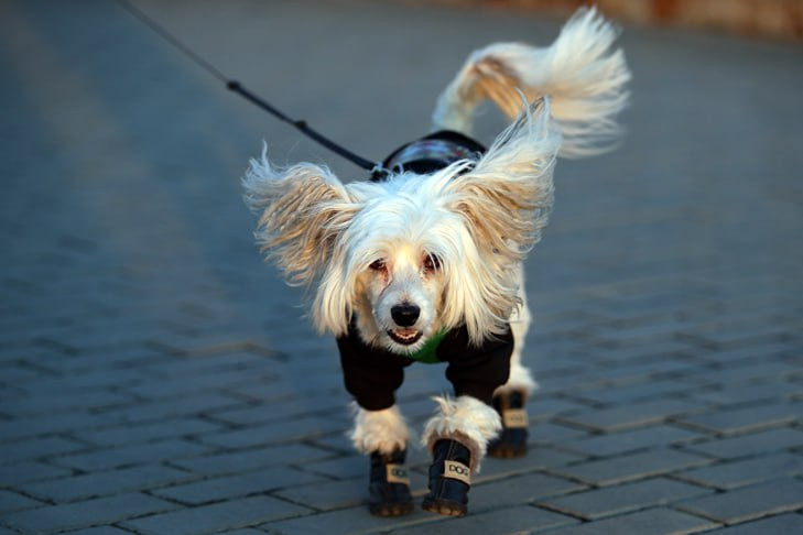 Бабье лето продлится до 5 ноября в Новосибирской области