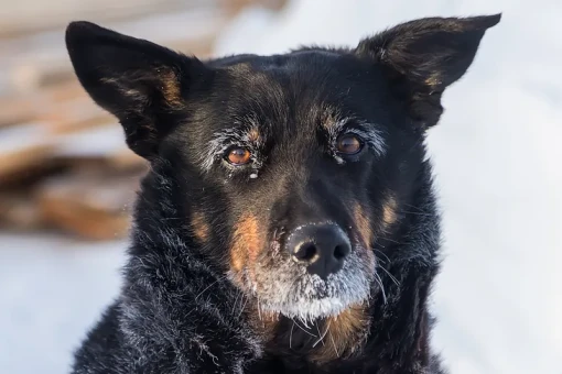 До -50 показали градусники в селах под Новосибирском накануне Крещения-2026